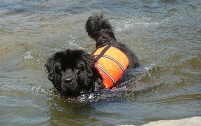 image for 10 summer safety tips for your pets